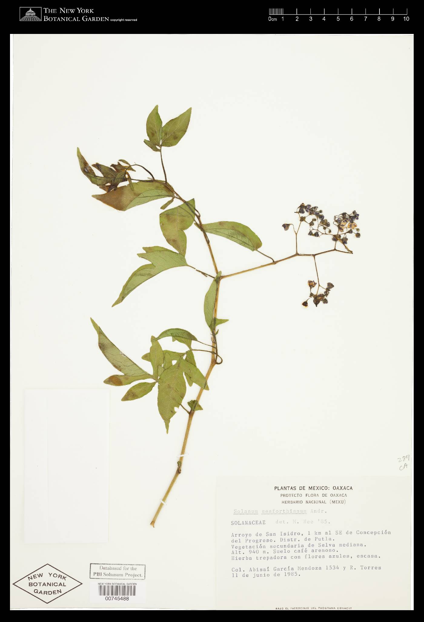 Solanum seaforthianum image