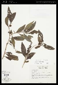 Solanum nudum image