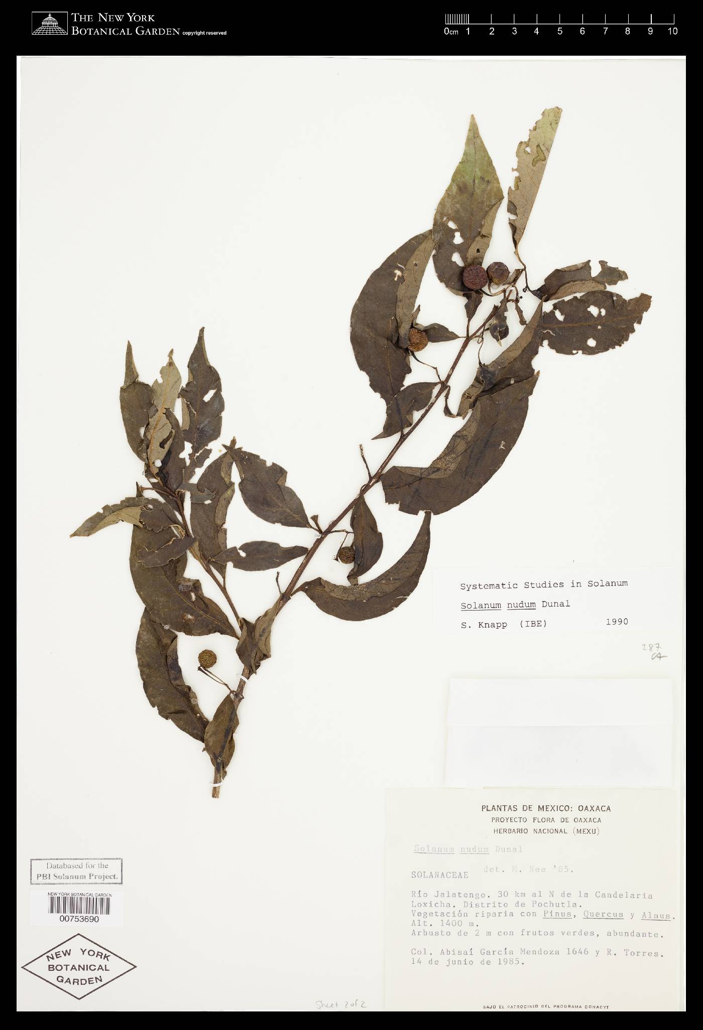 Solanum nudum image