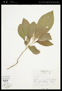 Solanum hazenii image