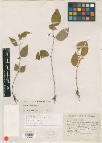 Achimenes flava image