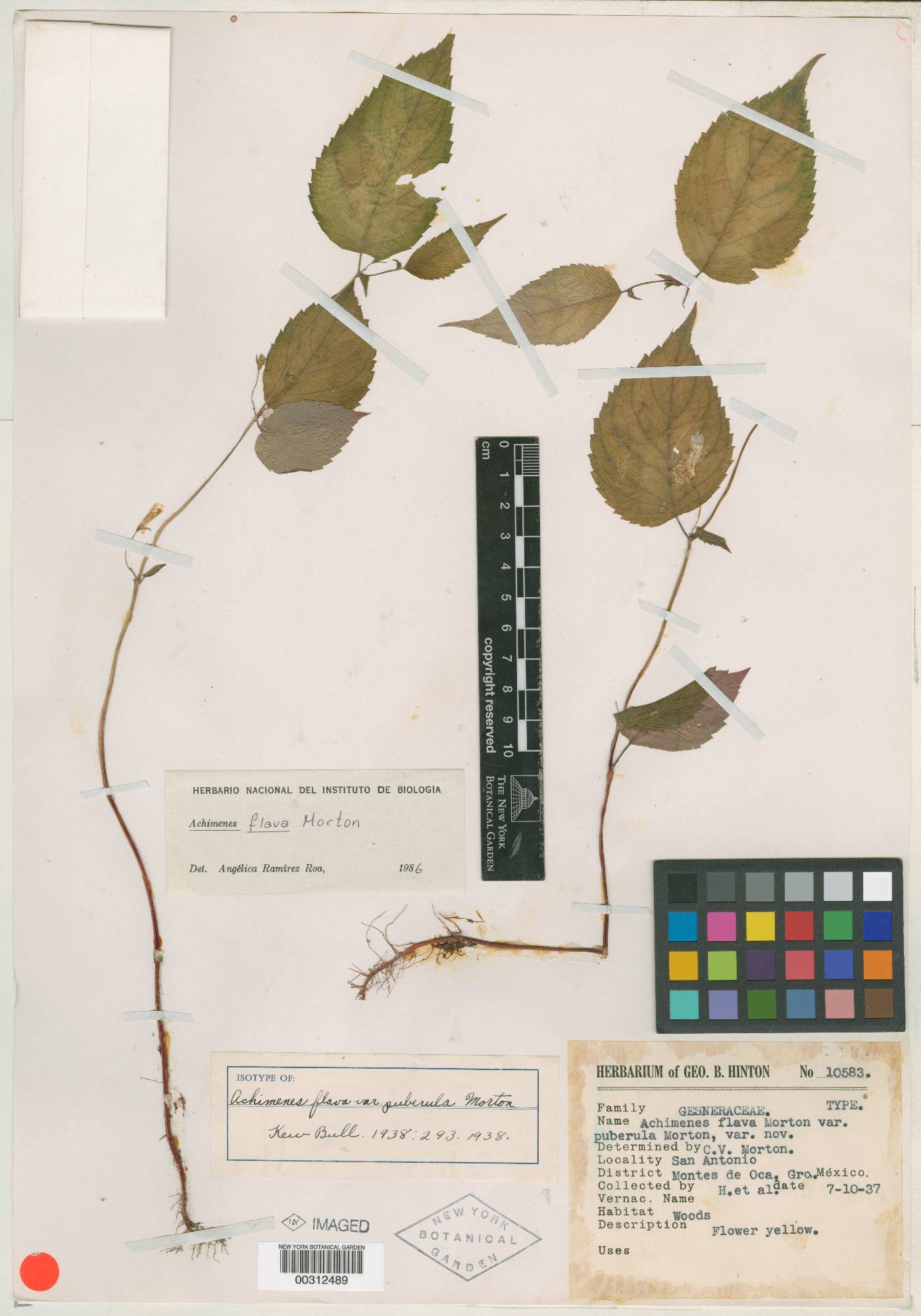 Achimenes flava var. puberula image