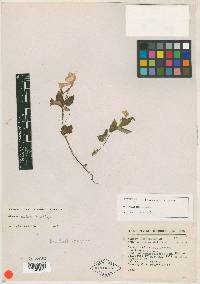 Achimenes dulcis image