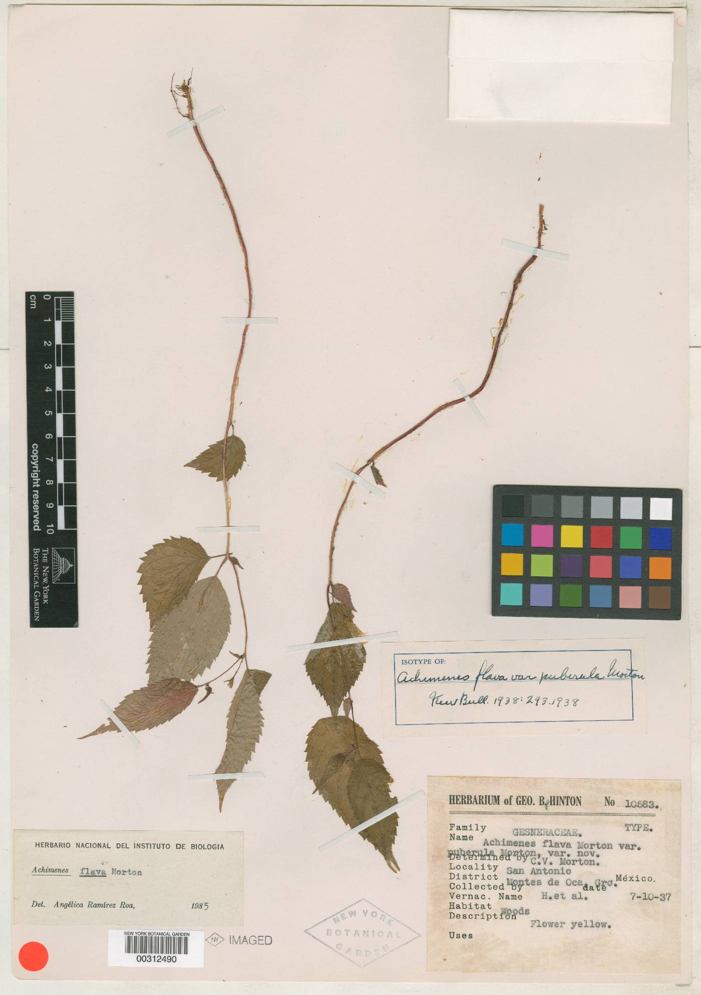 Achimenes flava var. puberula image
