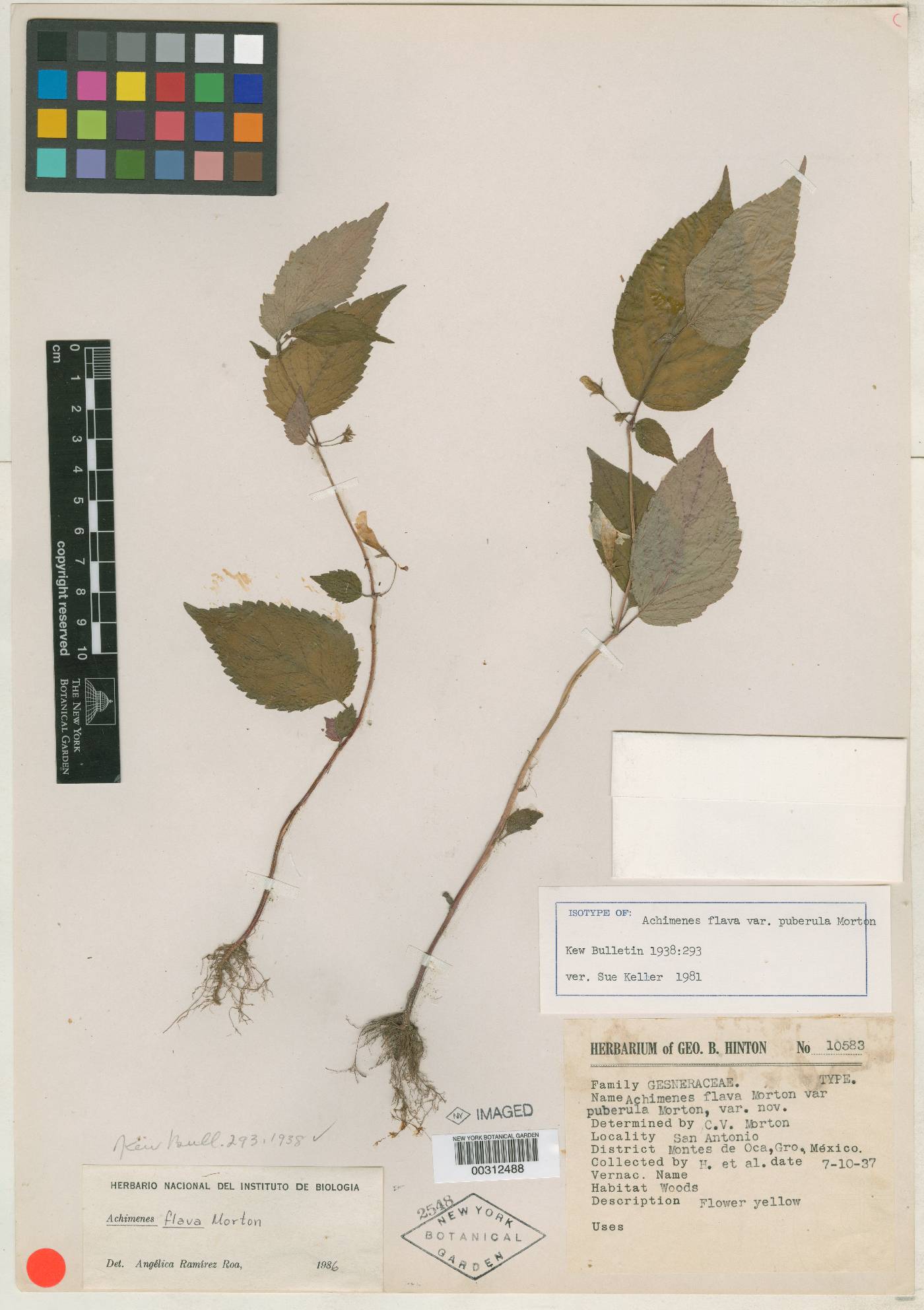 Achimenes flava var. puberula image