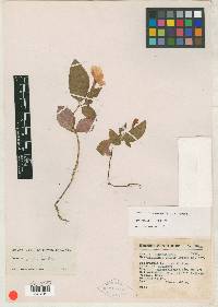 Achimenes dulcis image