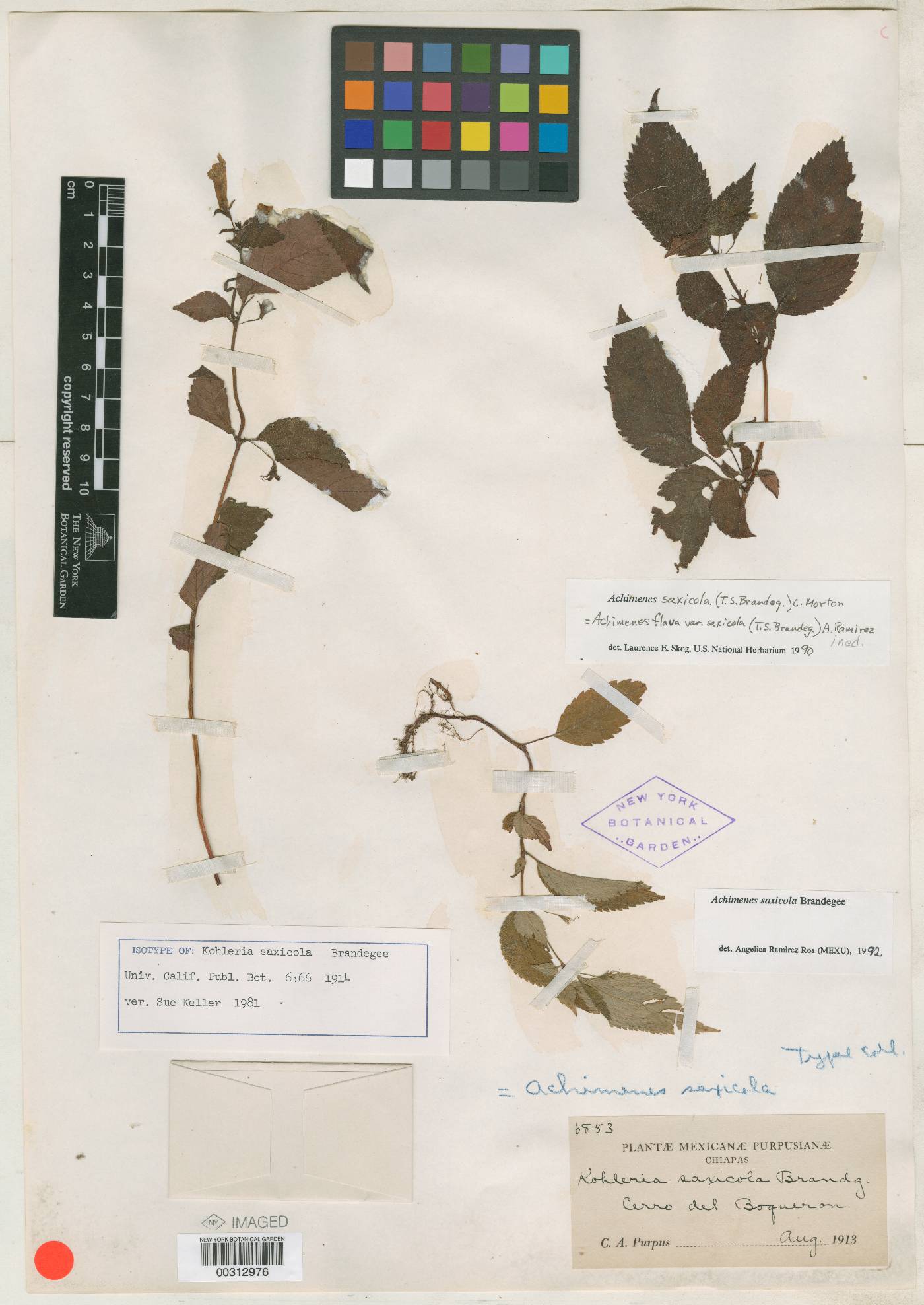 Achimenes saxicola image