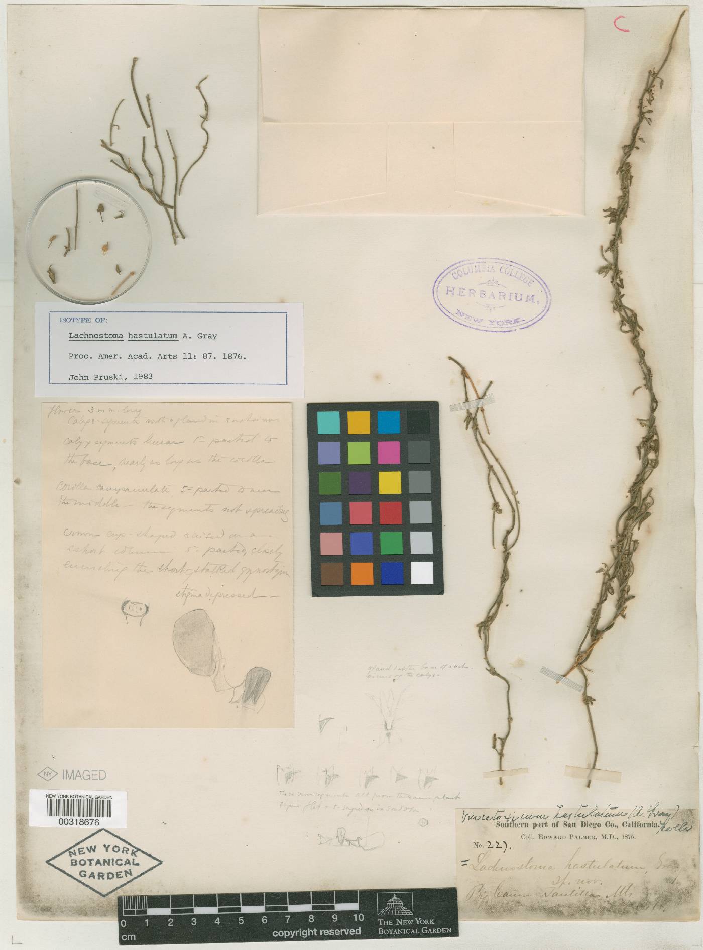 Lachnostoma hastulatum image