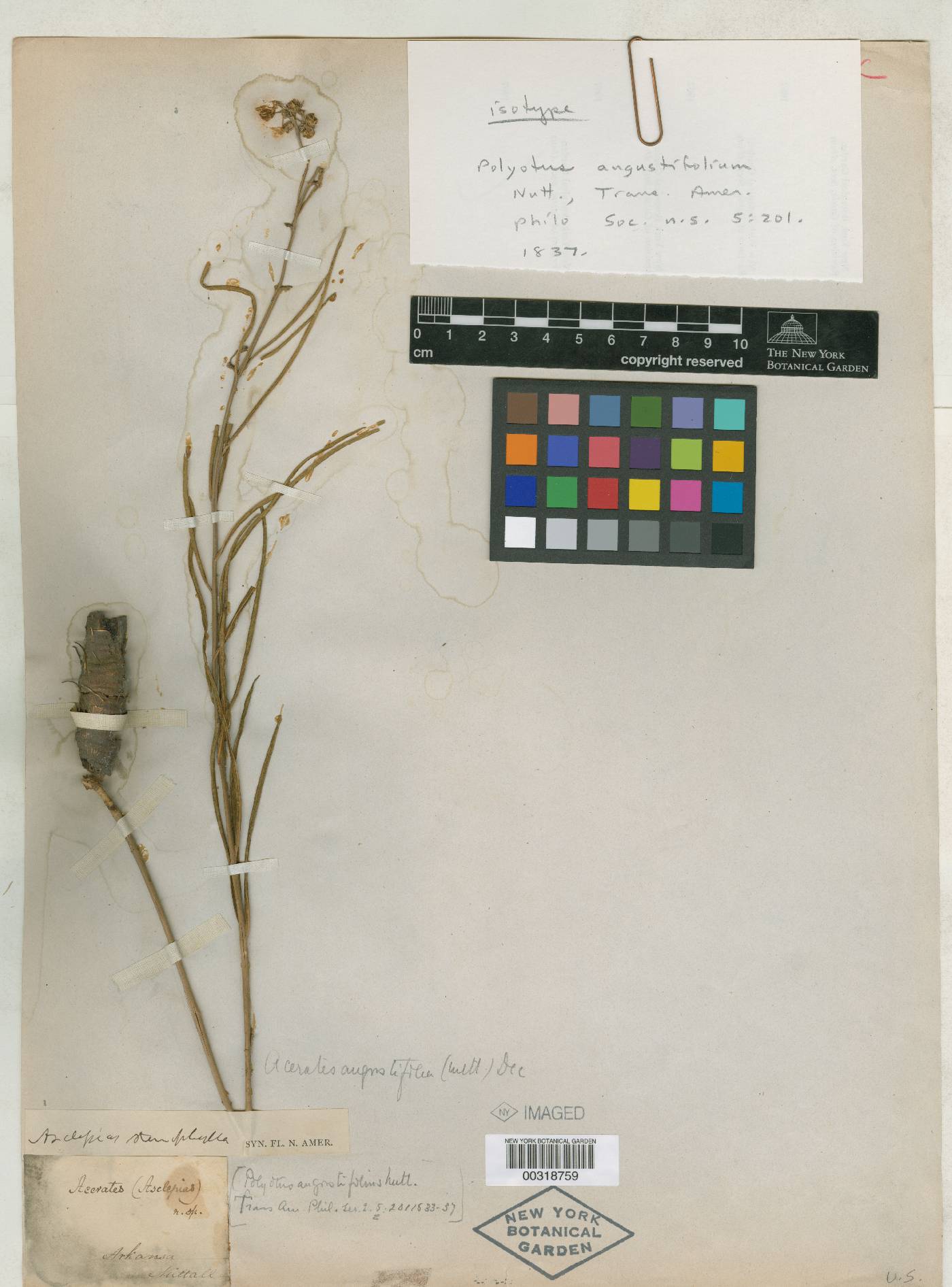 Polyotus angustifolius image