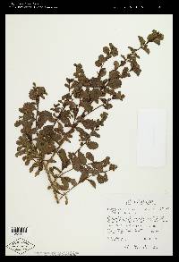 Baccharis pilularis subsp. consanguinea image