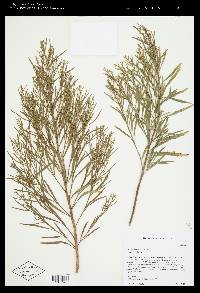 Baccharis neglecta image