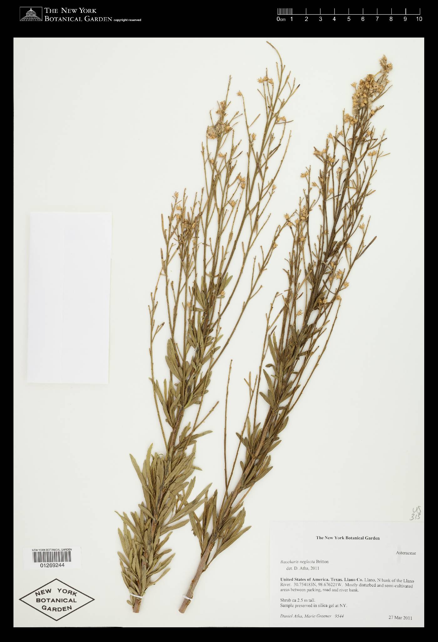 Baccharis neglecta image