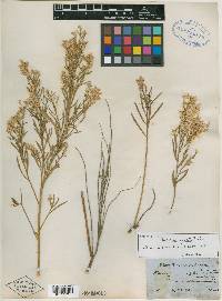 Baccharis neglecta image