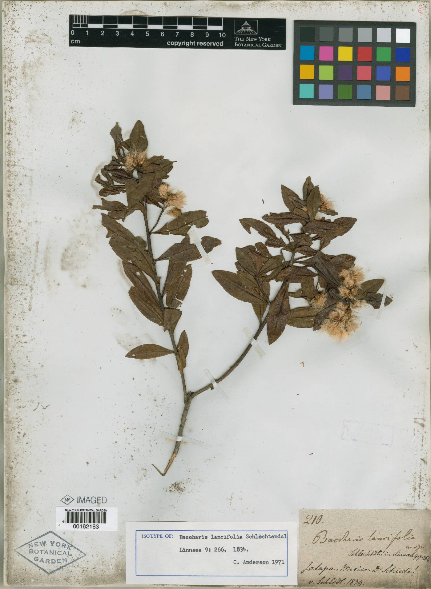 Baccharis lancifolia image