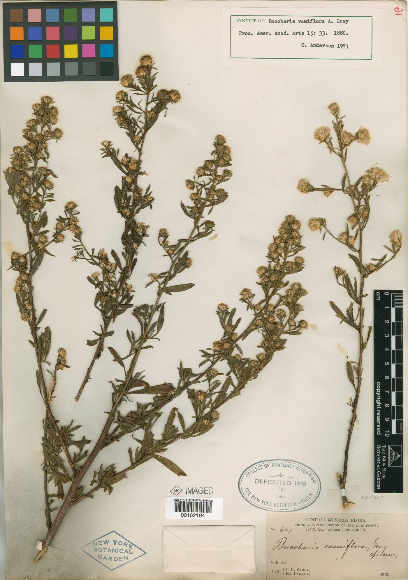 Baccharis ramiflora image