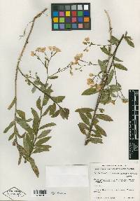 Baccharis multiflora image