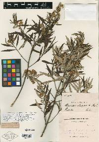 Baccharis elaeagnoides image