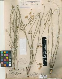 Baccharis occidentalis image