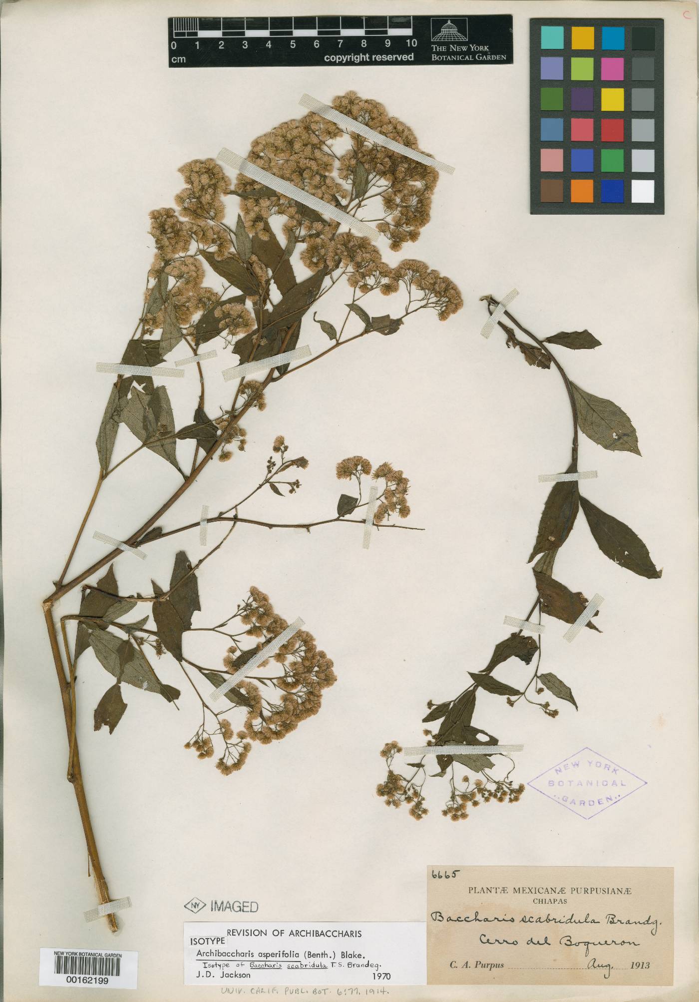 Archibaccharis asperifolia image