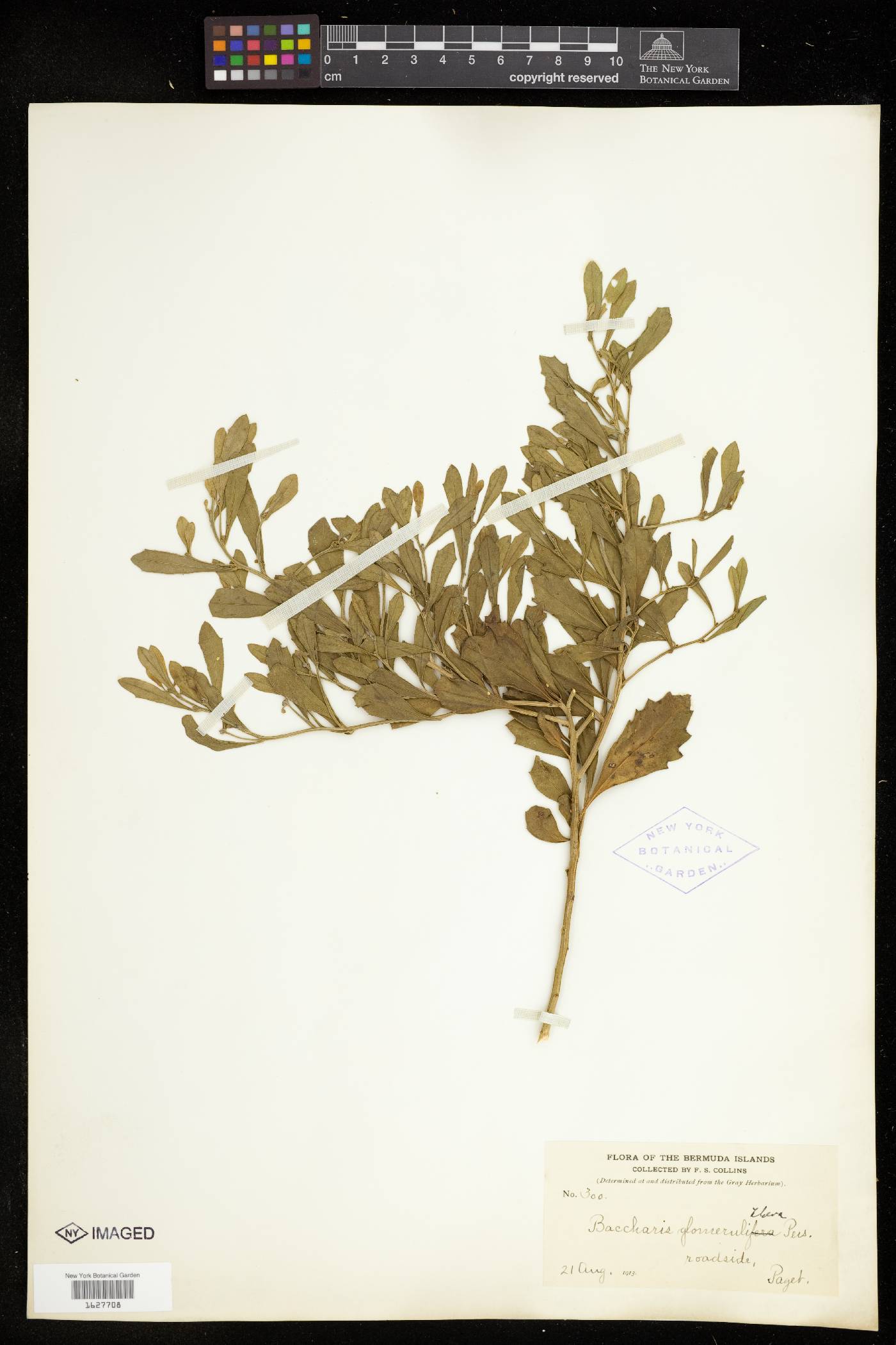 Baccharis glomeruliflora image