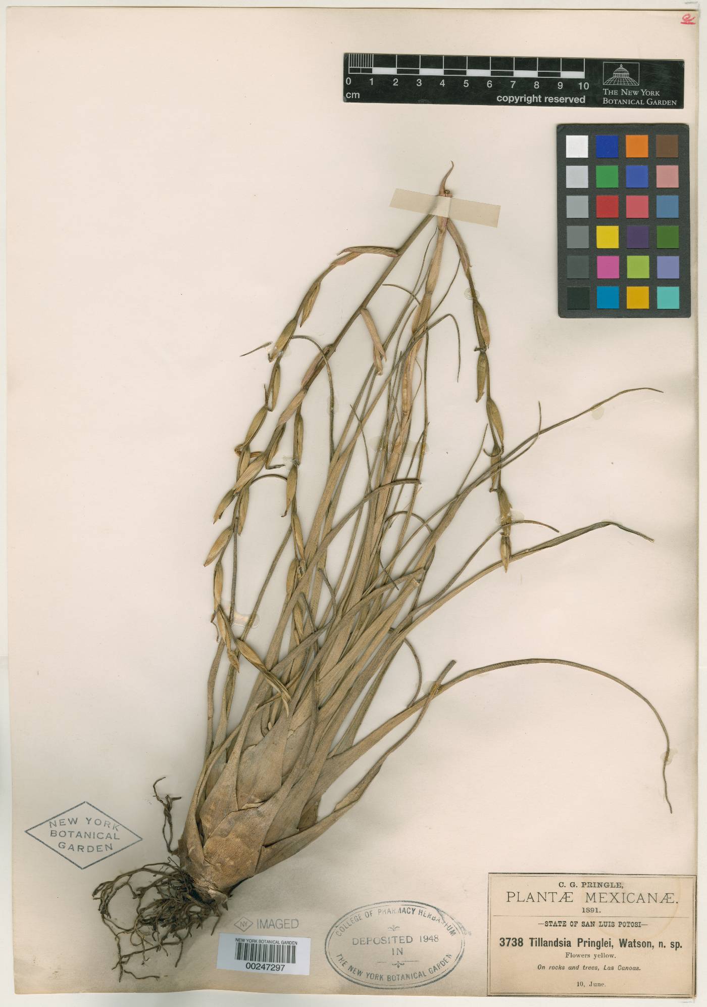 Tillandsia pringlei image