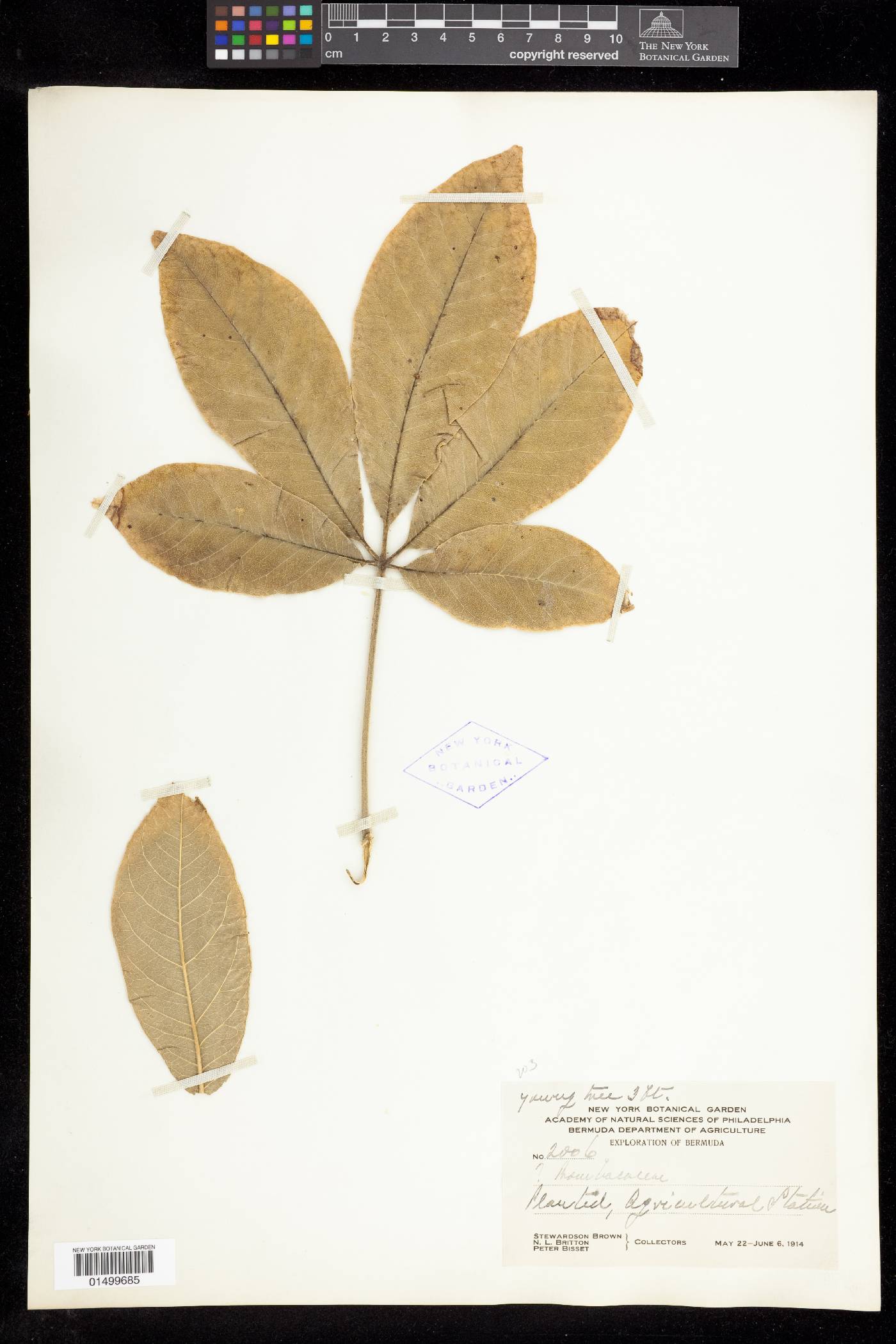 Bombacaceae image