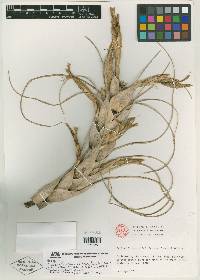 Tillandsia xerographica image