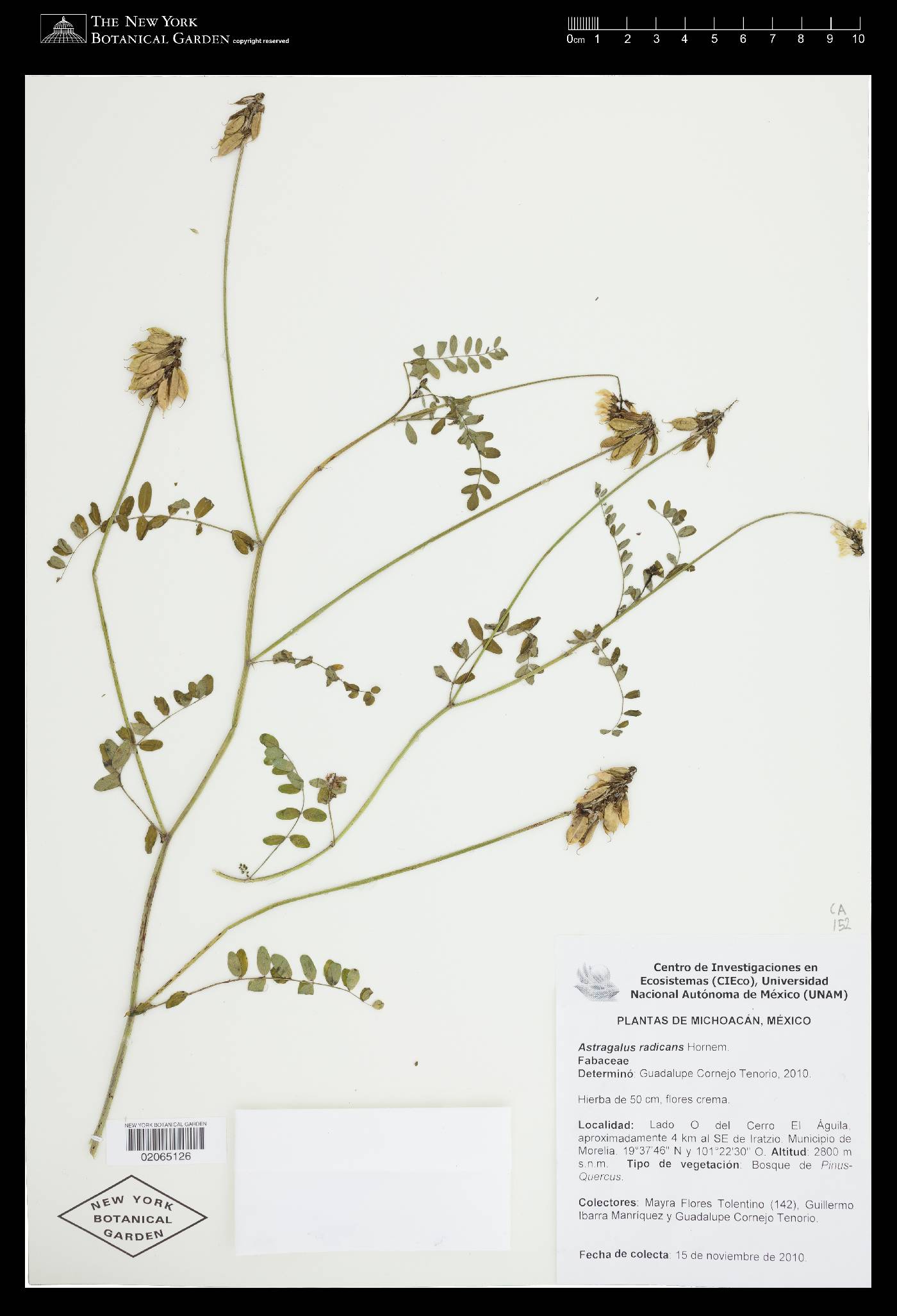 Astragalus radicans image