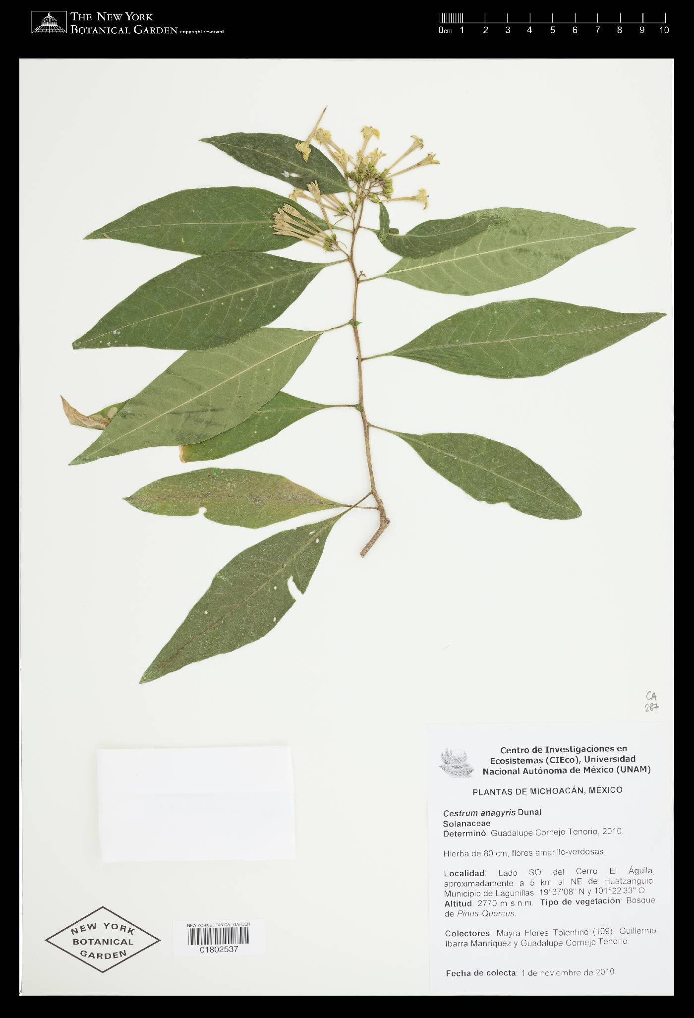 Cestrum aurantiacum image