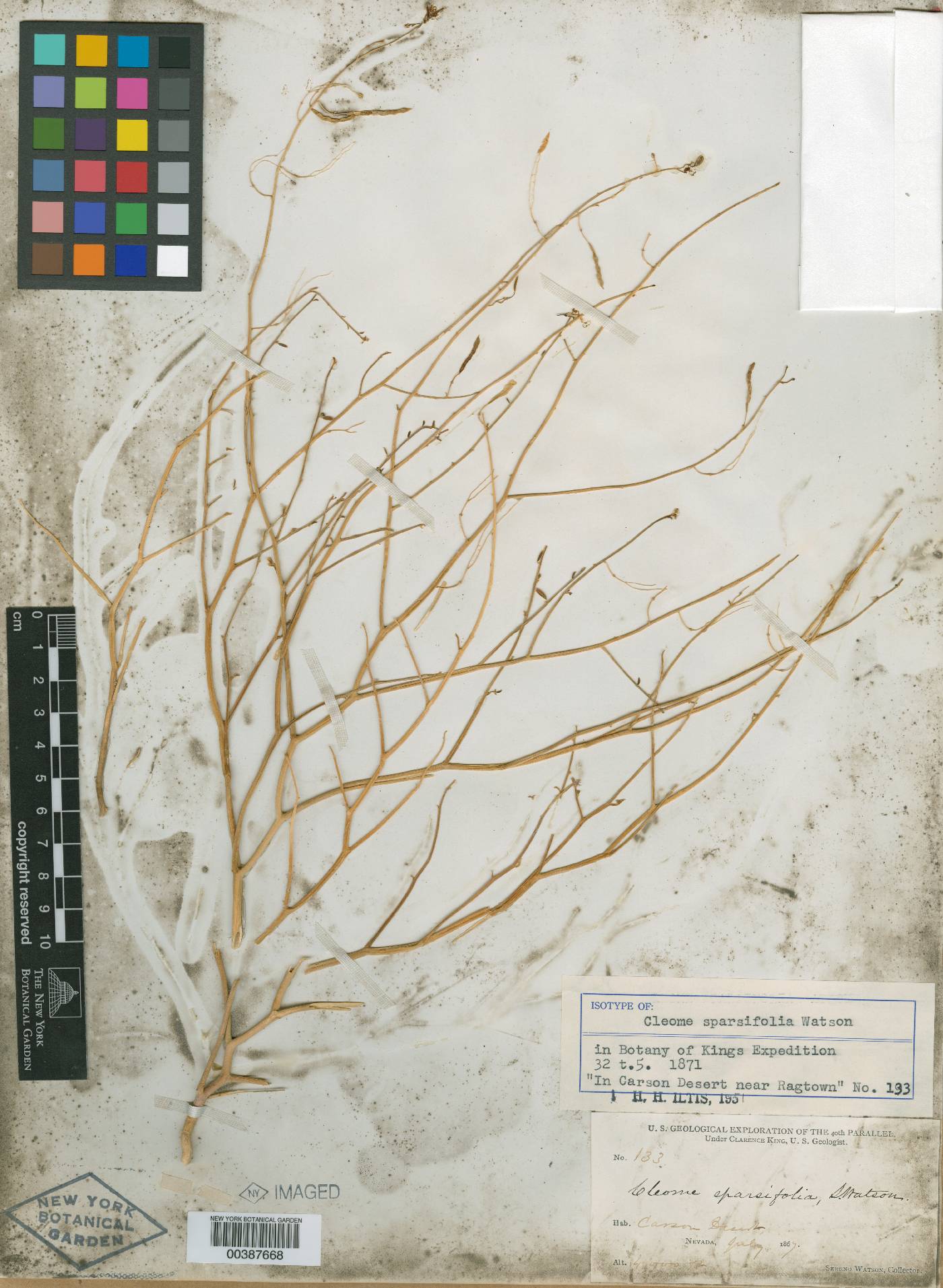 Carsonia sparsifolia image