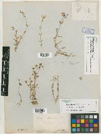 Stellaria nuttallii image