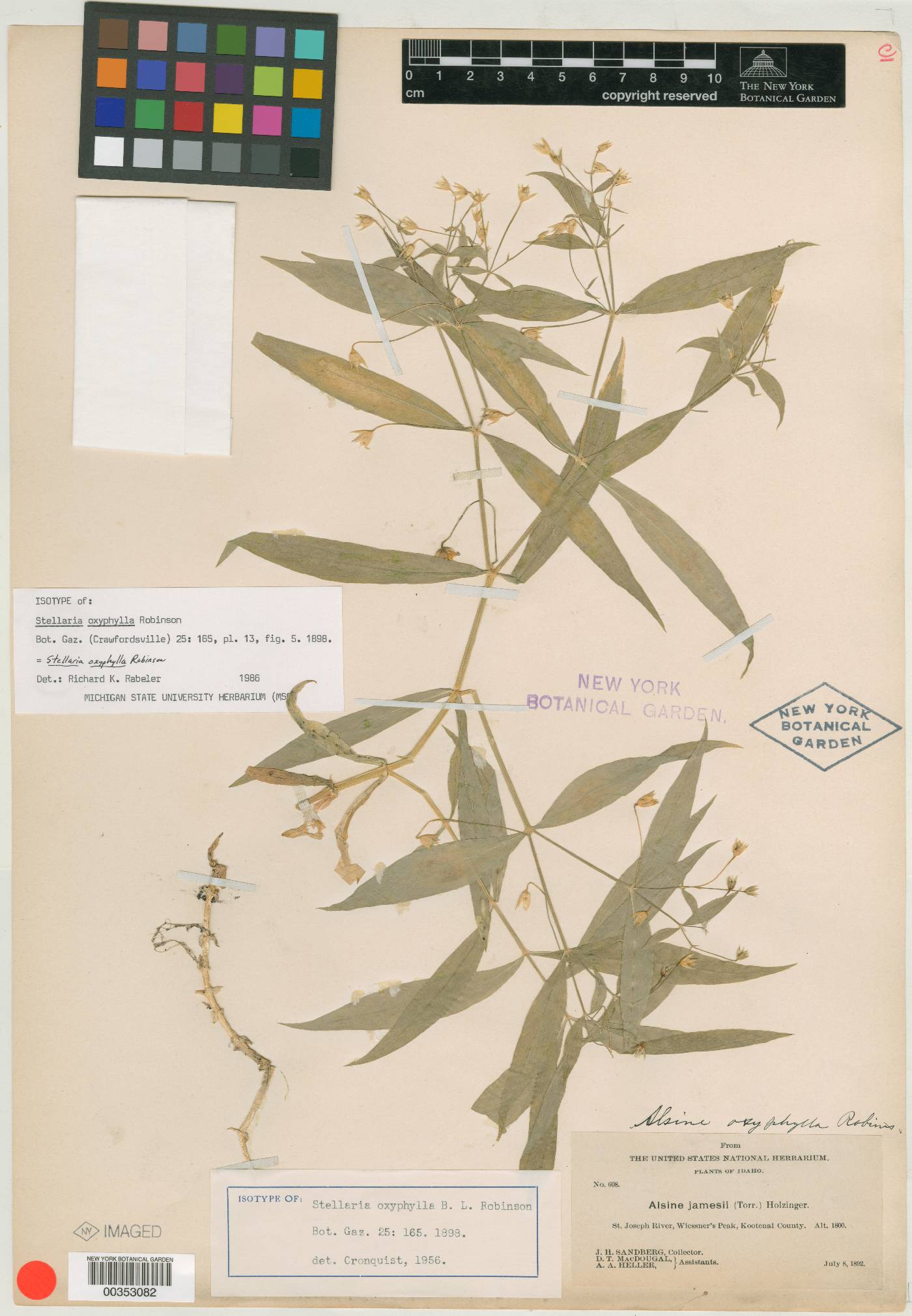 Stellaria oxyphylla image
