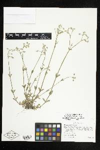 Cerastium fontanum subsp. vulgare image