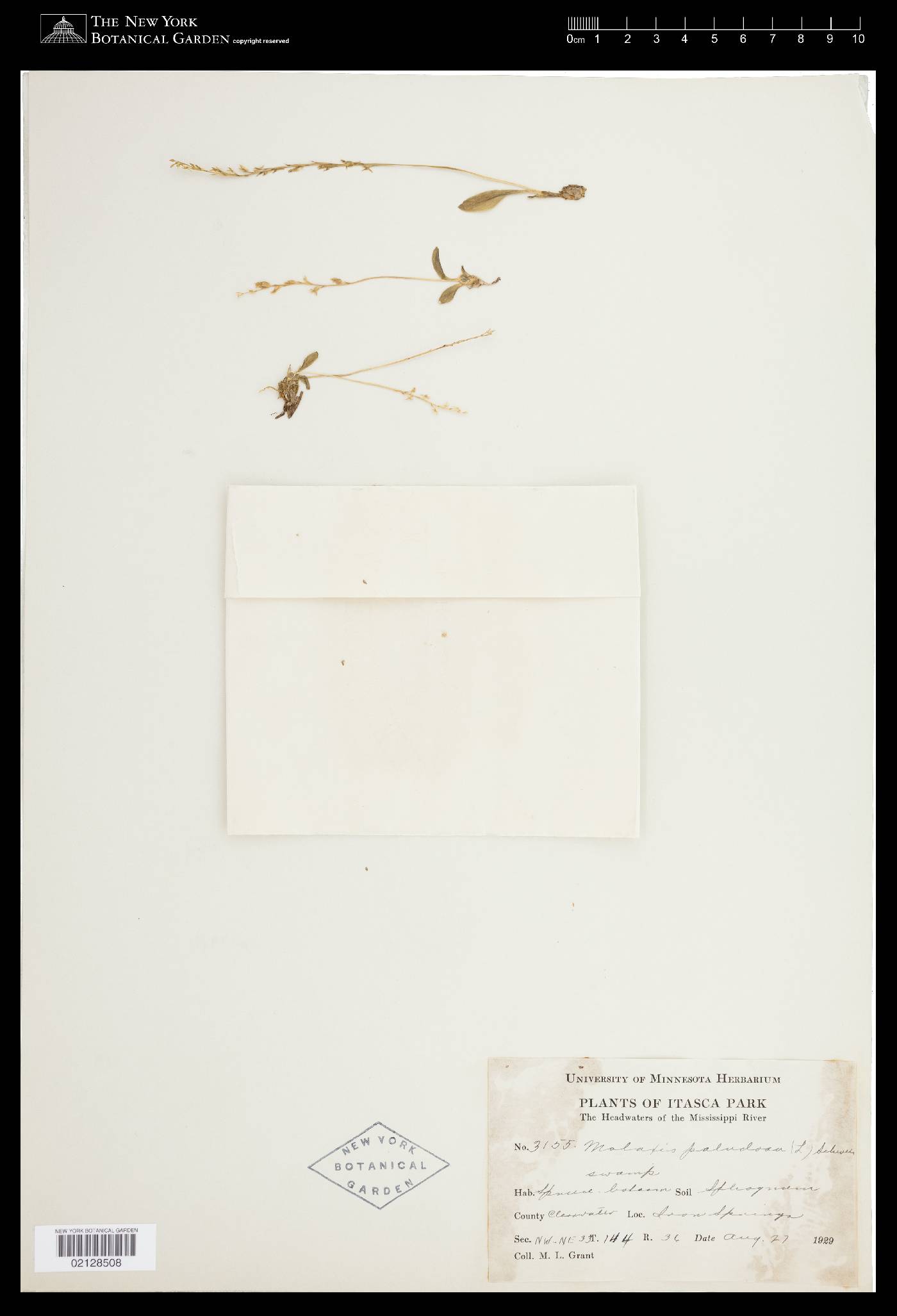 Malaxis paludosa image