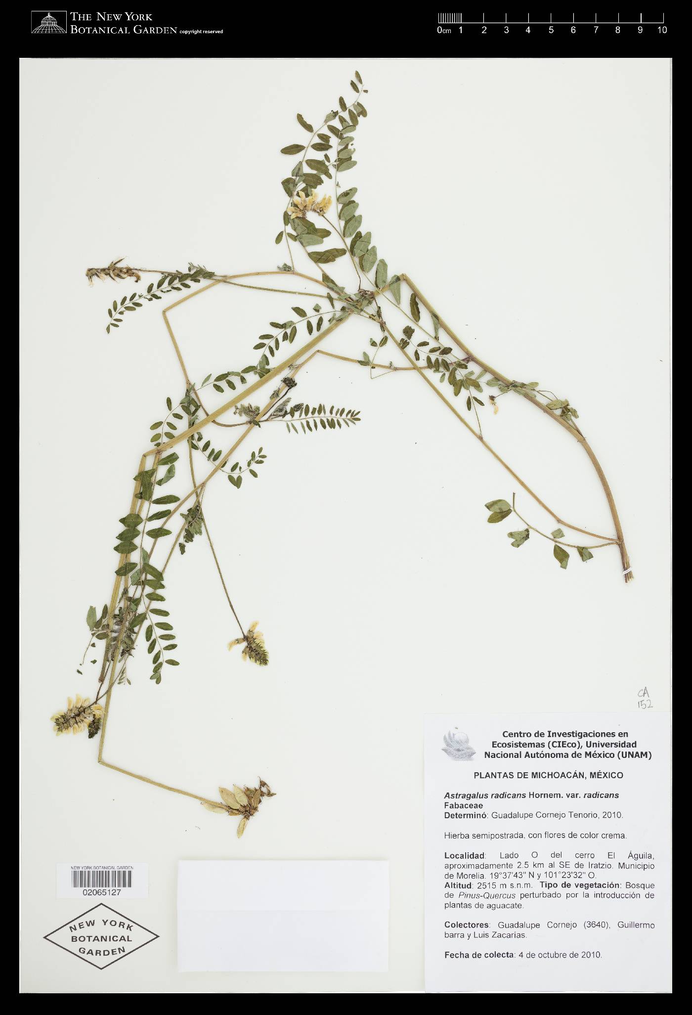 Astragalus radicans var. radicans image