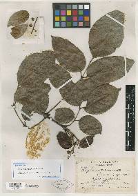 Turpinia tricornuta image