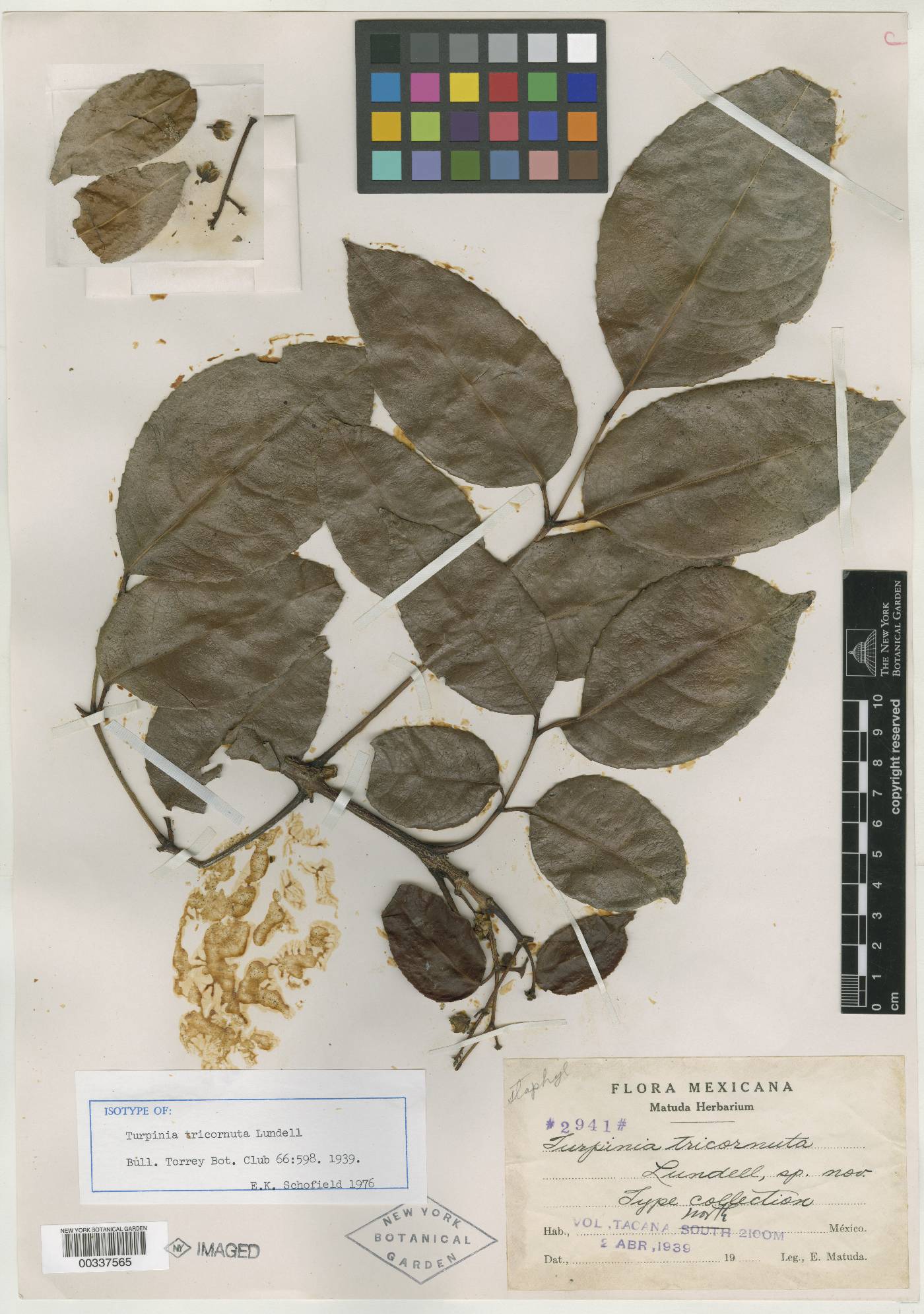 Staphylea tricornuta image