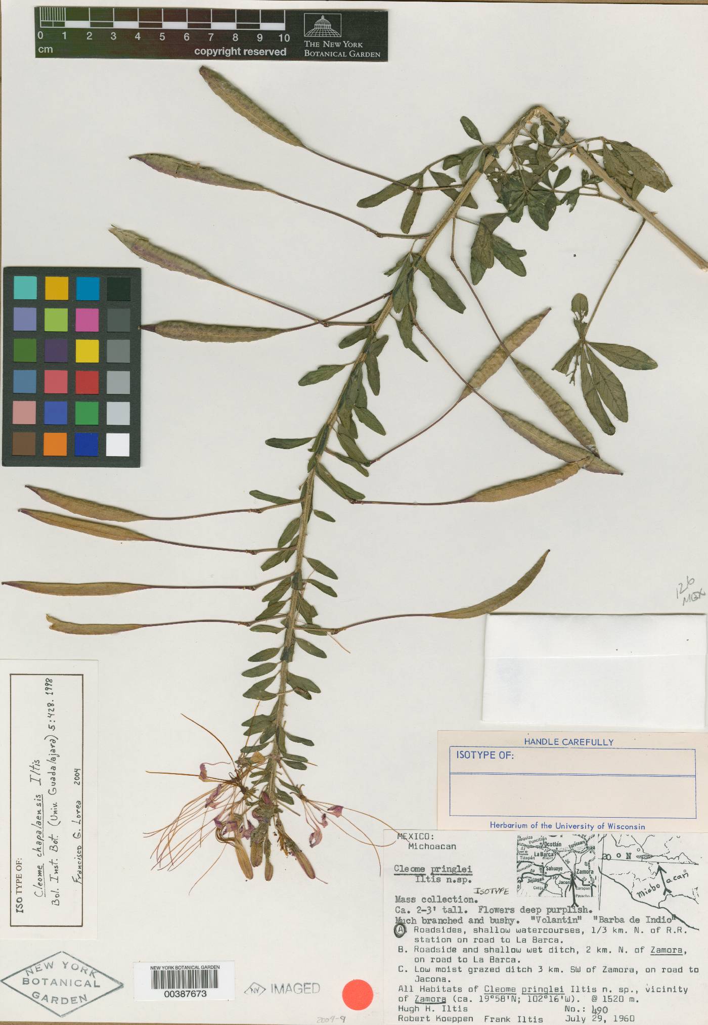 Cleome chapalaensis image