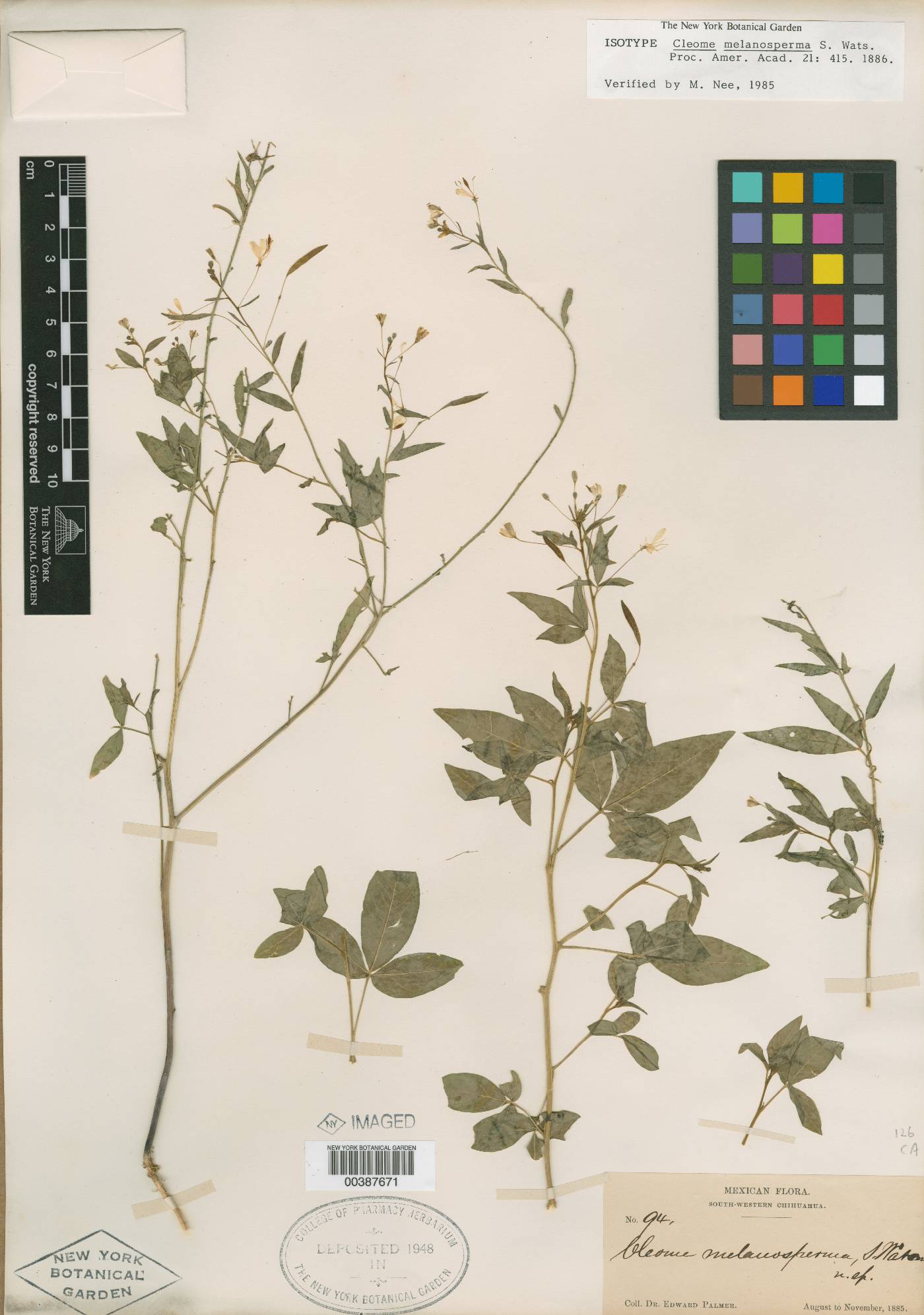 Cleome melanosperma image