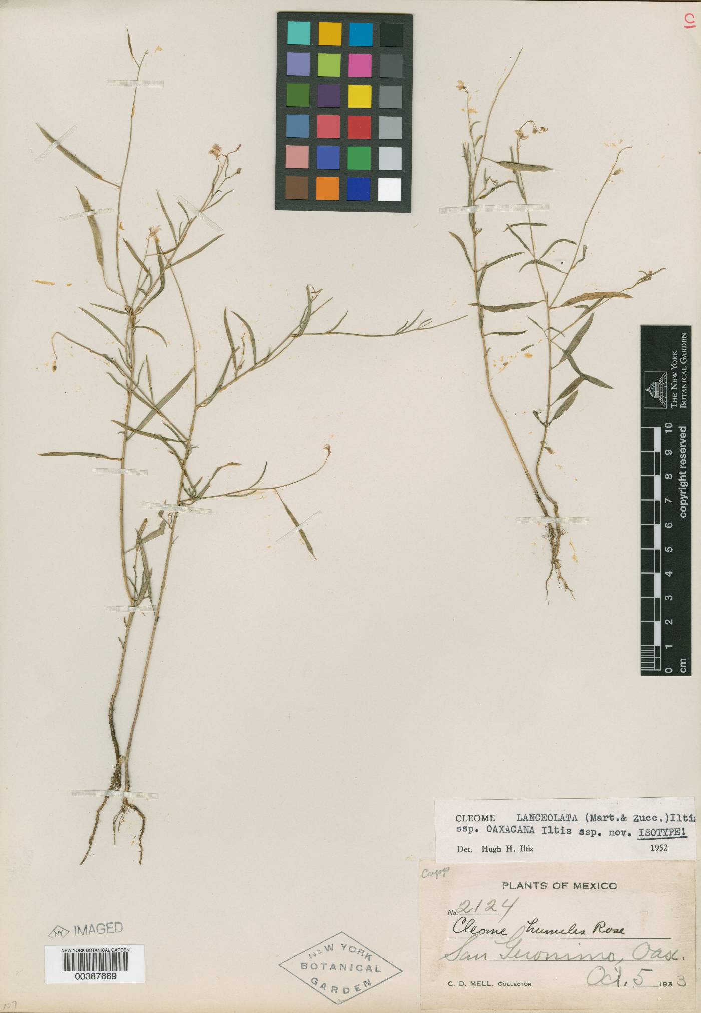 Physostemon lanceolatus subsp. oaxacensis image