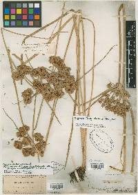 Cyperus virens image