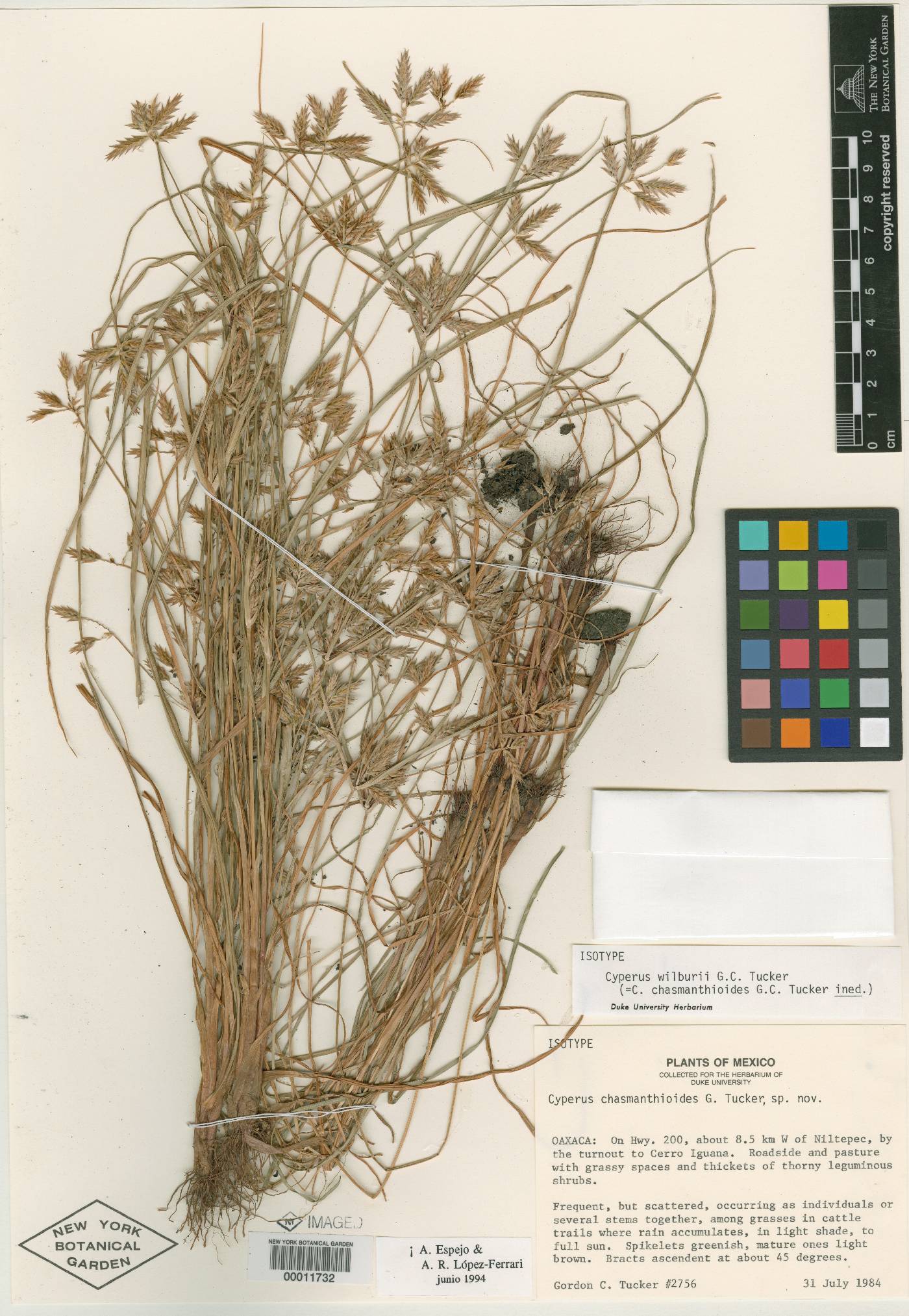 Cyperus wilburii image