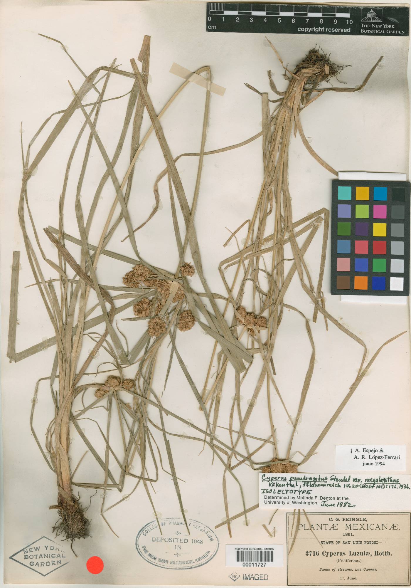 Cyperus megalanthus image