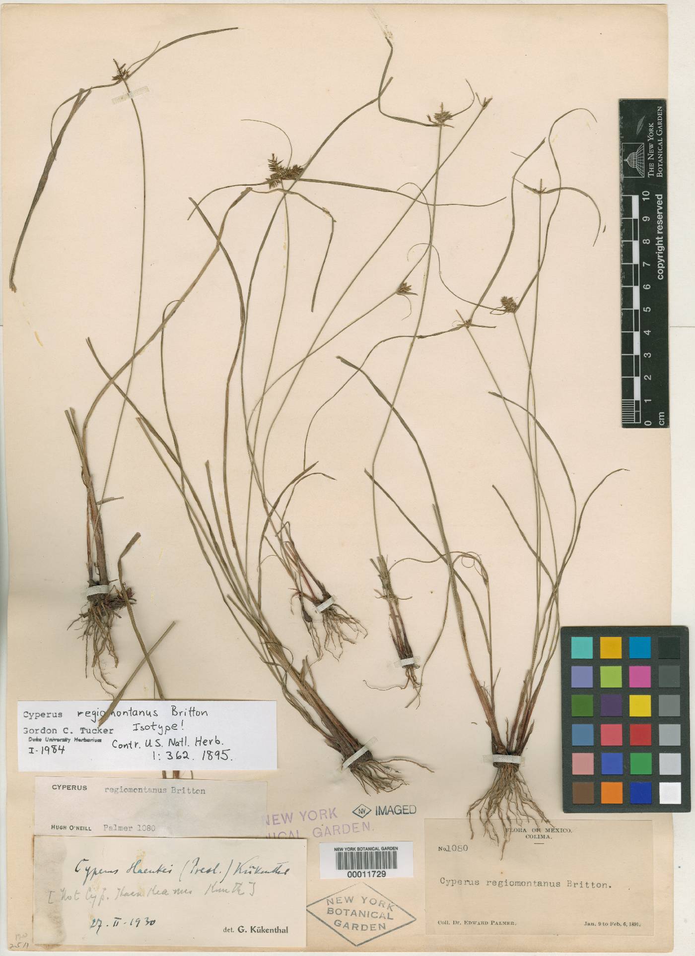 Cyperus regiomontanus image