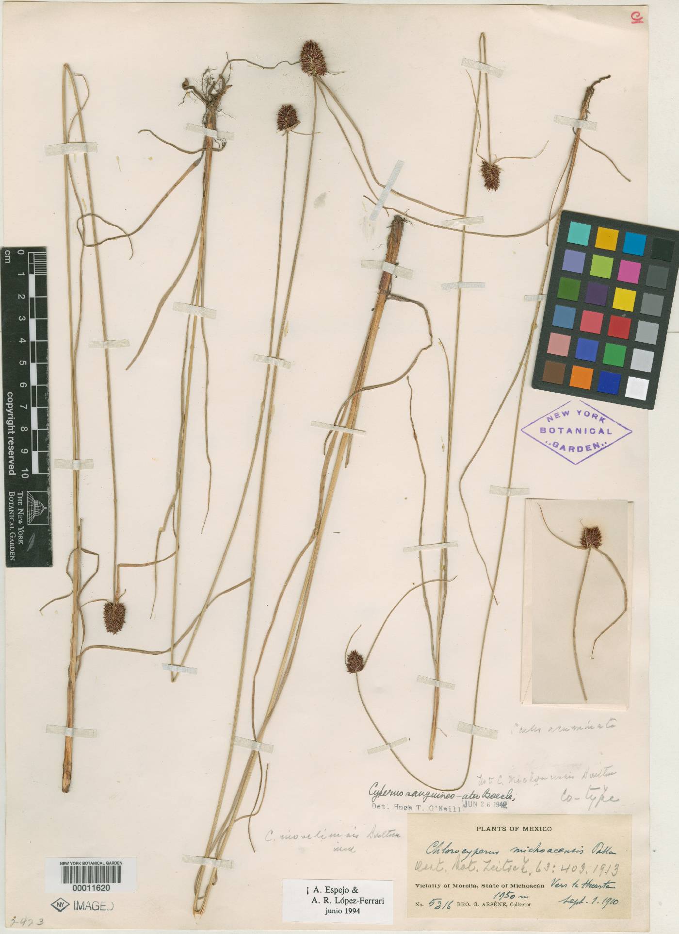 Cyperus sanguineoater image