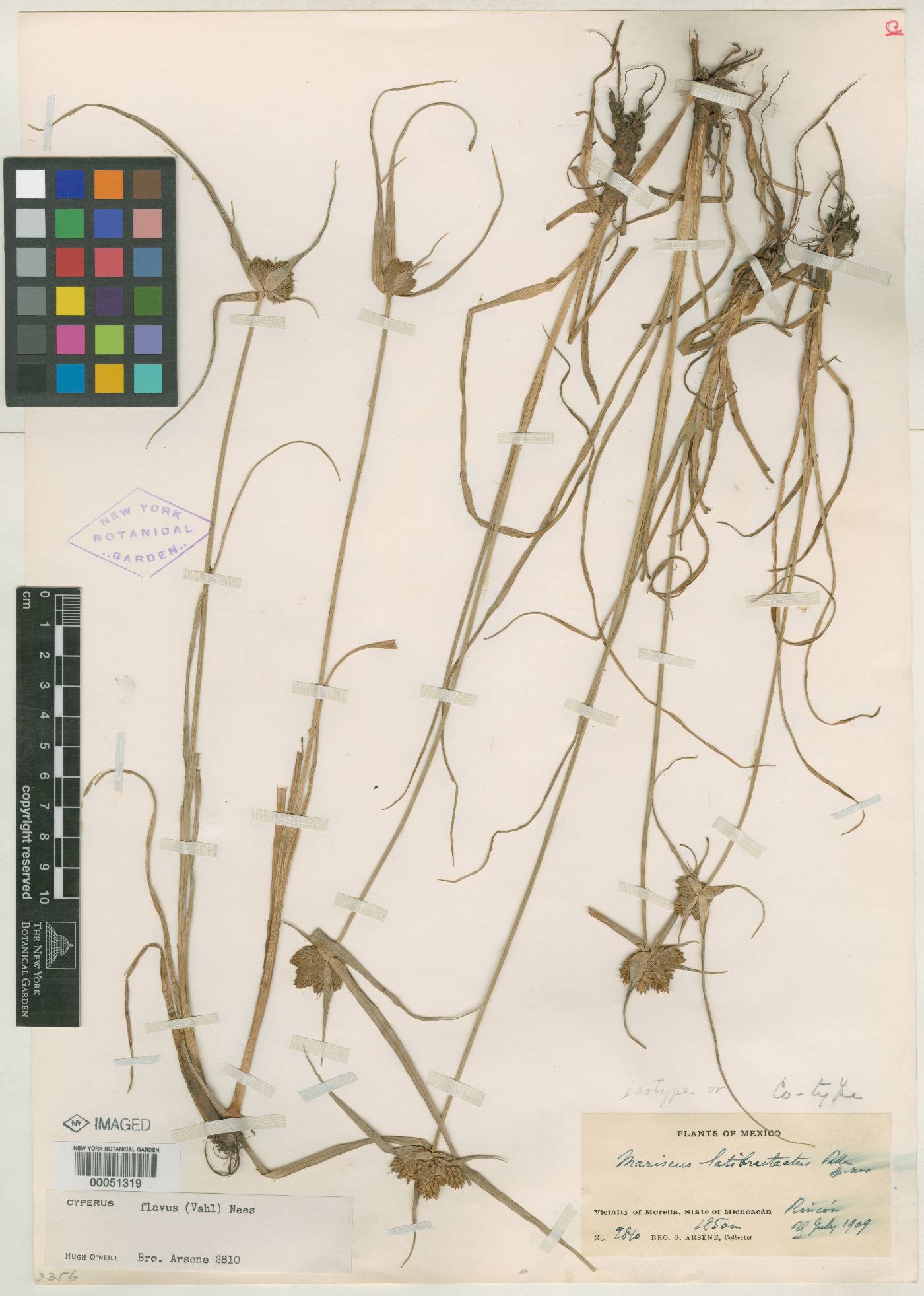 Cyperus aggregatus var. aggregatus image