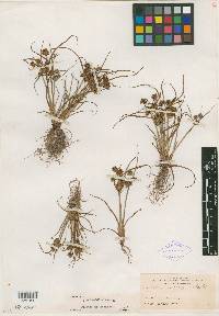 Cyperus granitophilus image