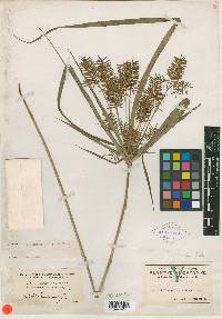 Cyperus lentiginosus image