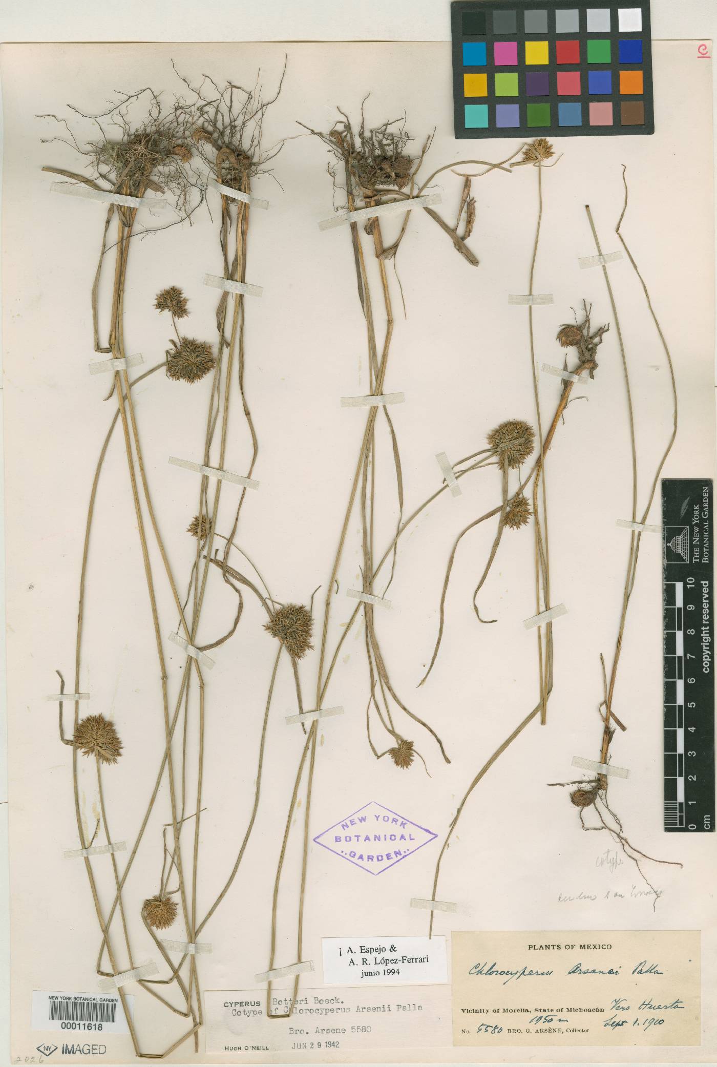 Cyperus ischnos image