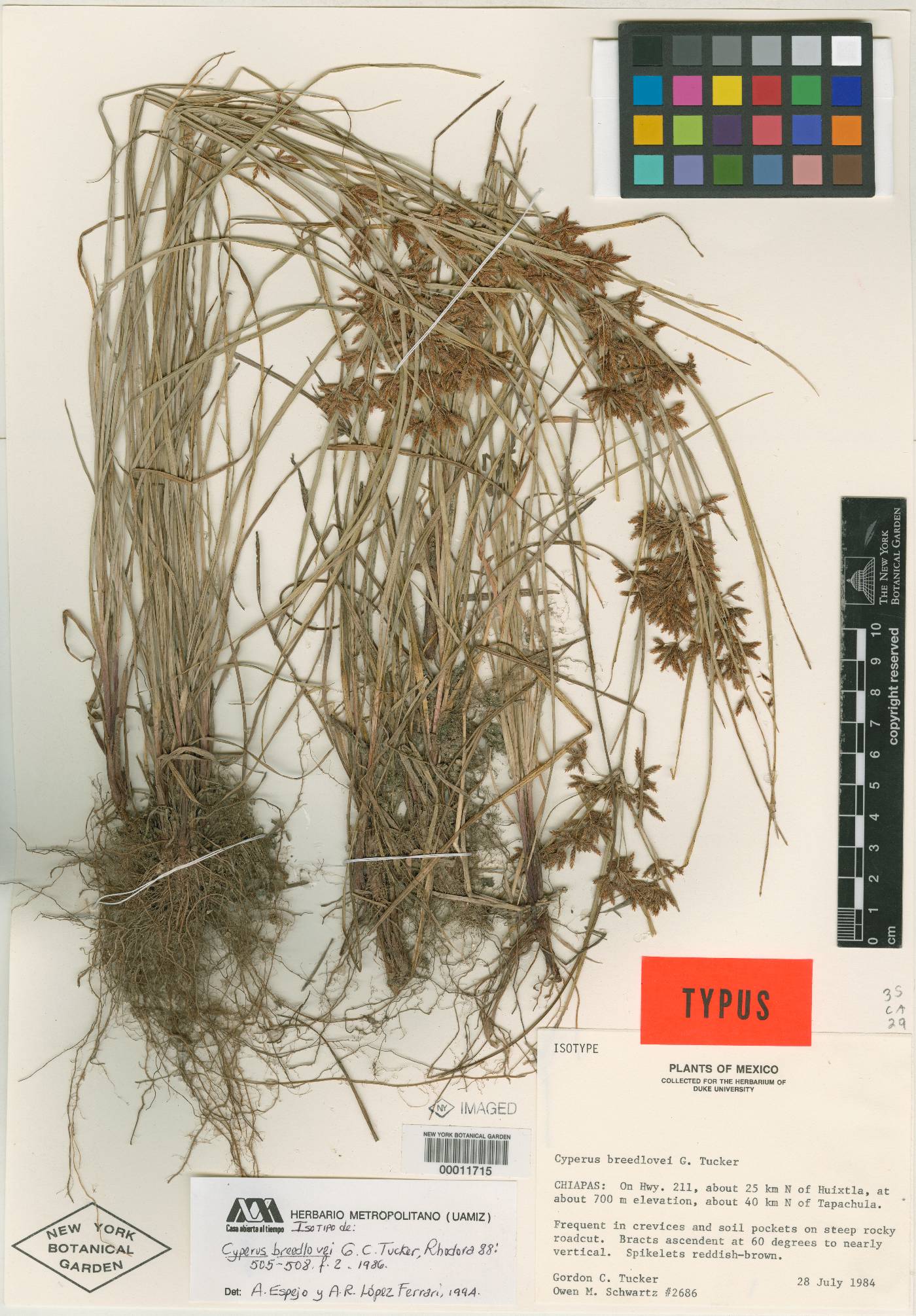 Cyperus breedlovei image